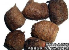 桑螵蛸散适用的症状_桑螵蛸散临床应用