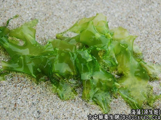 漂海藻别名图片
