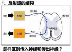 传出神经包括哪些神经?各有什么特点?