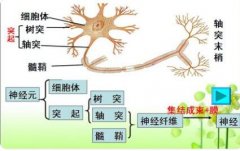 神经冲动是怎样传递给肌肉，而引起肌肉活动的?