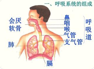 呼吸系统的呼吸组成及其各个器官的功能