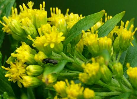 加拿大一枝黄花 中药图片