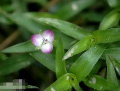 水竹叶的图片与功效_植物水竹叶的作用价值