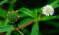 鳢肠的图片与功效_植物鳢肠的作用价值