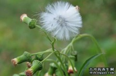 蒲公英的图片与功效_植物蒲公英的作用价值