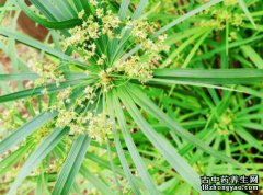 风车草的图片与功效_植物风车草的作用价值