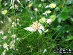 星光草的图片与功效_植物星光草的作用价值