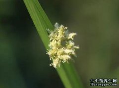 水毛花的图片与功效_植物水毛花的作用价值